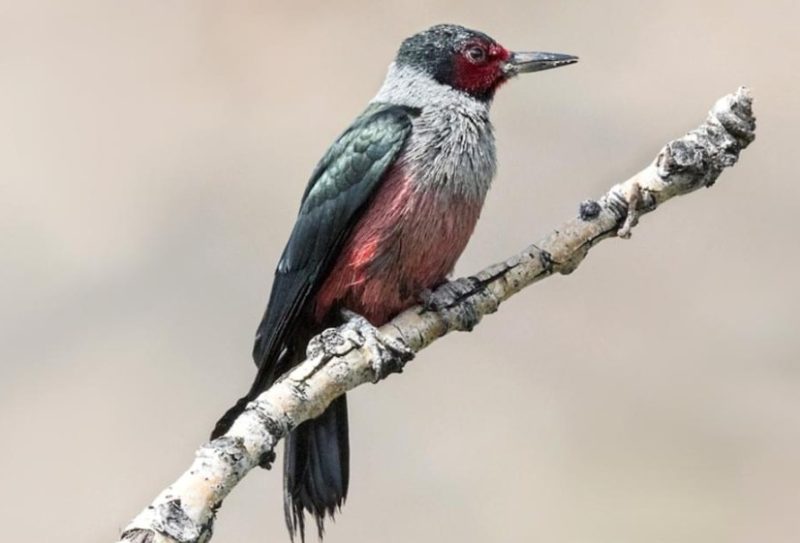 Types of Woodpeckers