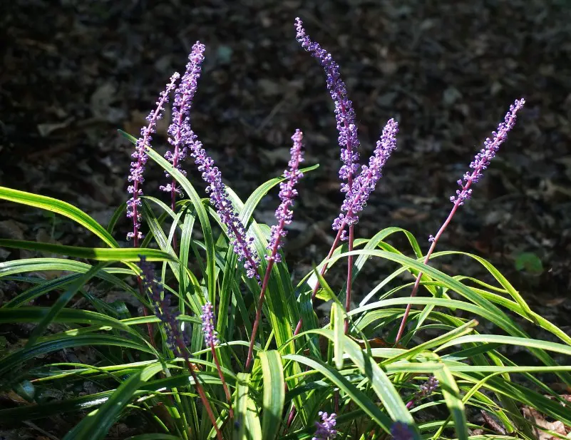 Perennial Flowers that Bloom All Summer