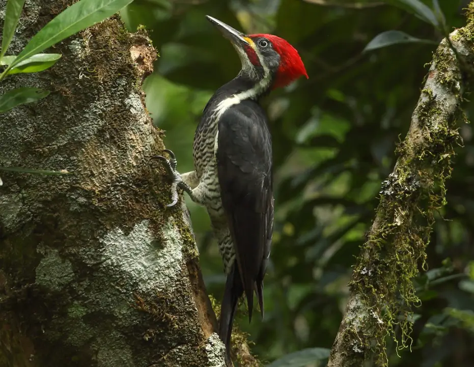 Bird with Red Head