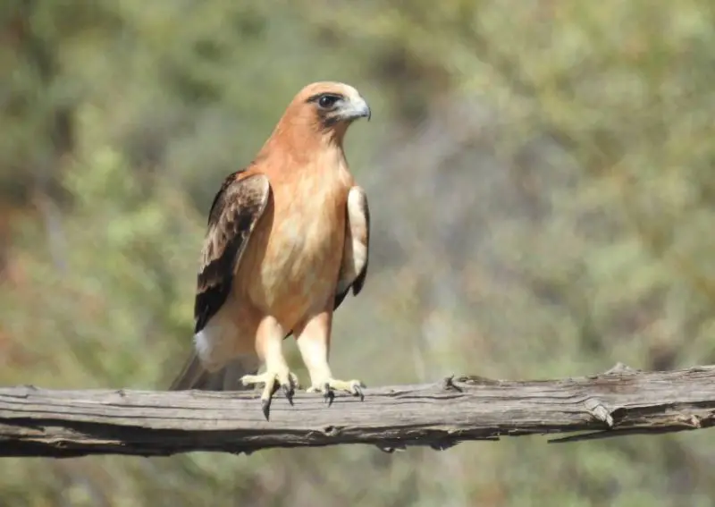 types of eagles