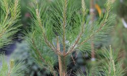 Loblolly Pine (Pinus taeda) Care and Growing Guide