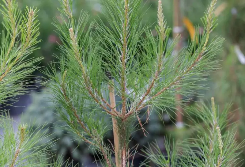 Loblolly Pine