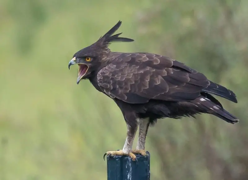 types of eagles