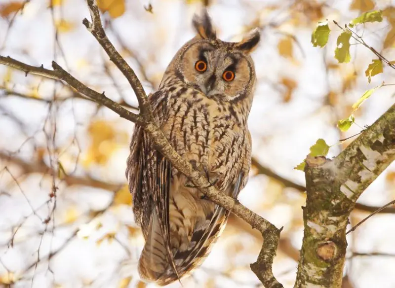 Types of Owls