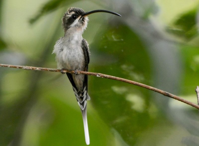 Types of Hummingbirds