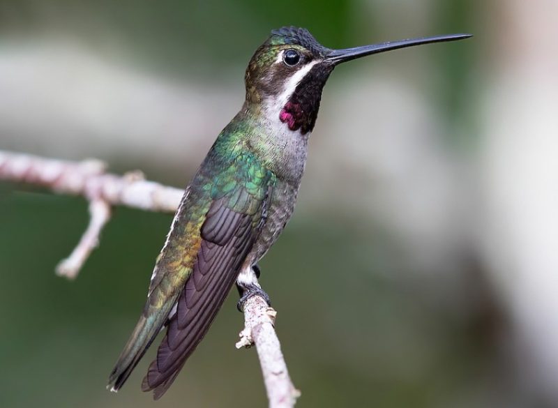 Types of Hummingbirds