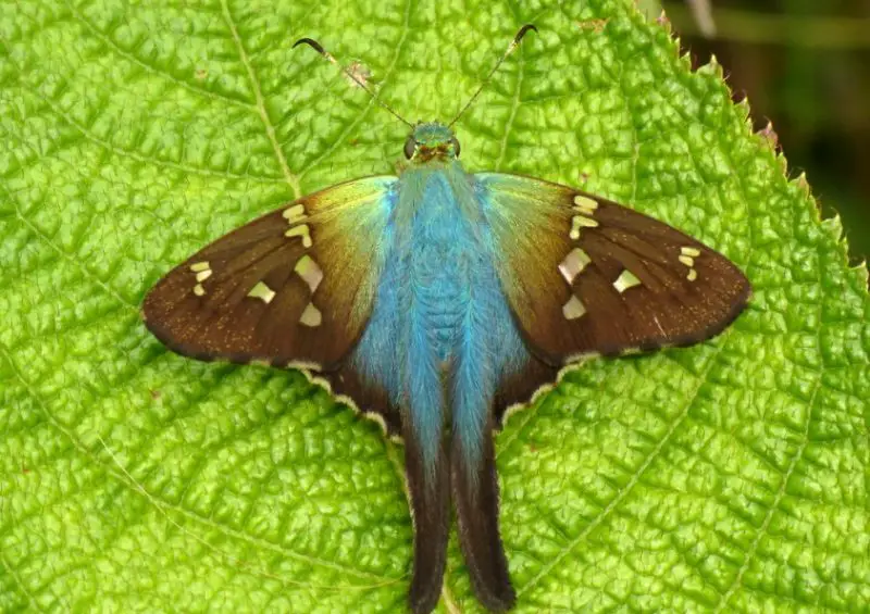 Black and Blue Butterfly