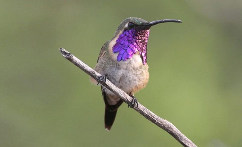 Types of Hummingbirds