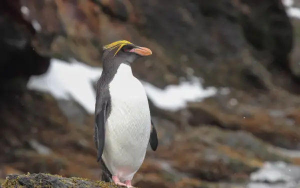 Types of Penguins