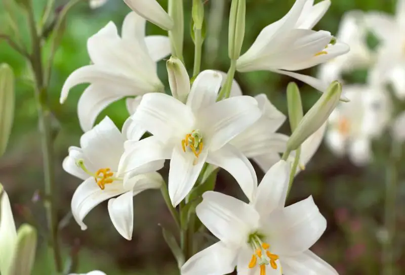 Easter Lily