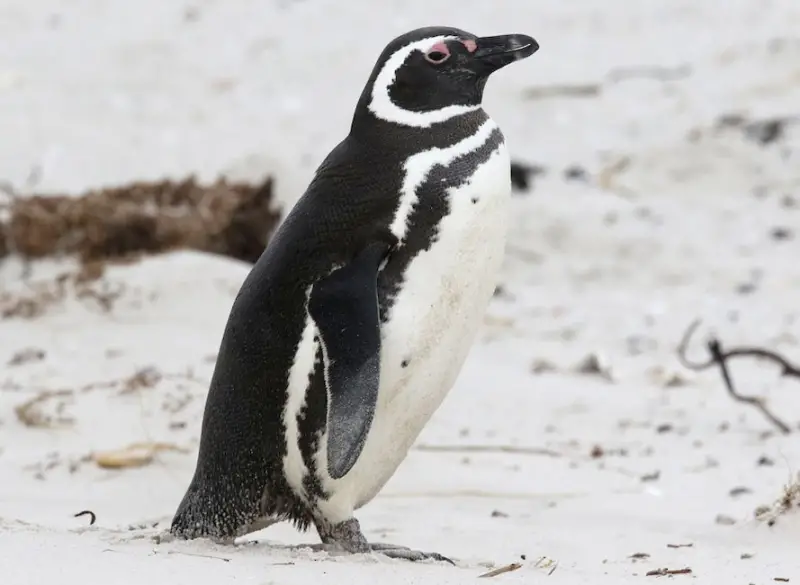 Types of Penguins