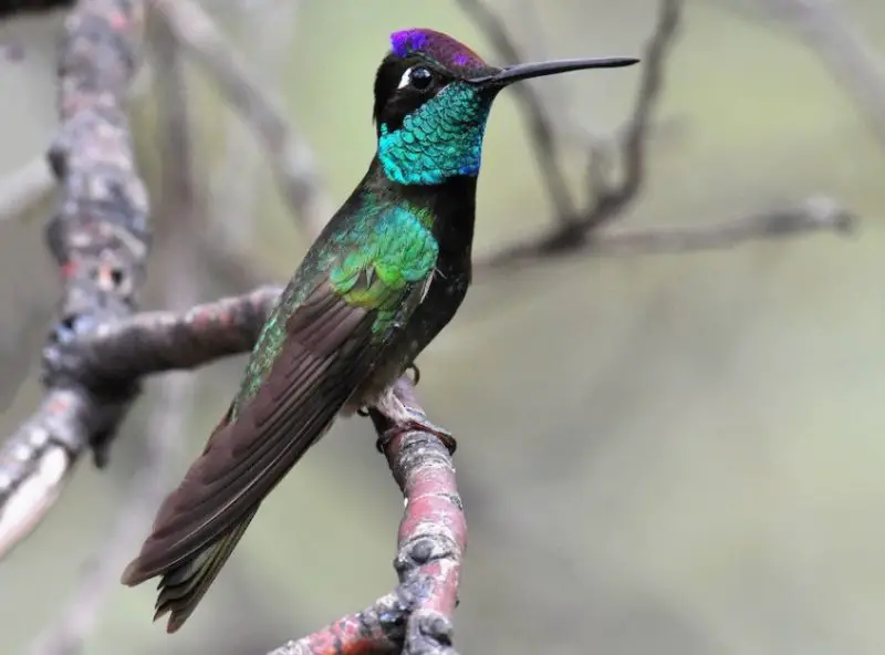 Types of Hummingbirds