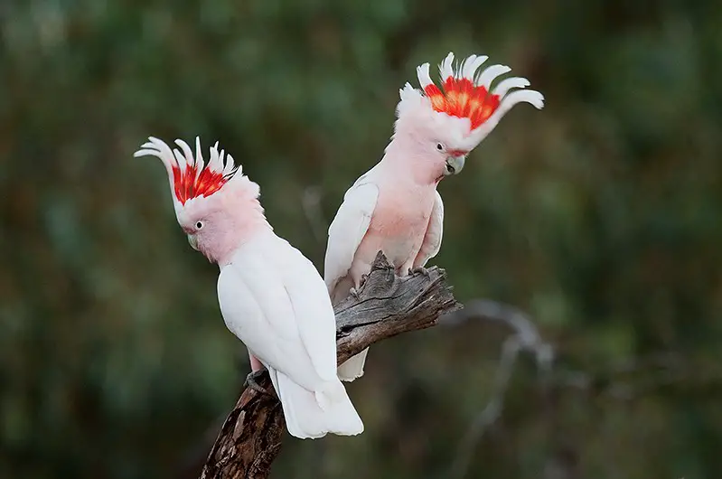 pink birds