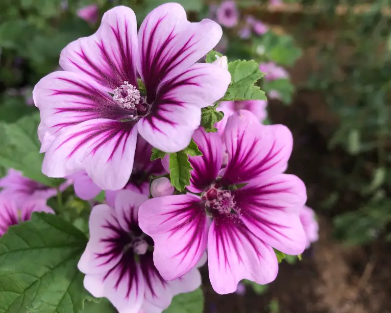 flowers that attract butterflies