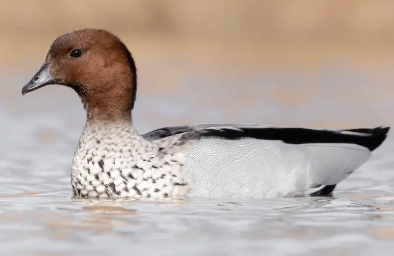 Types of Ducks