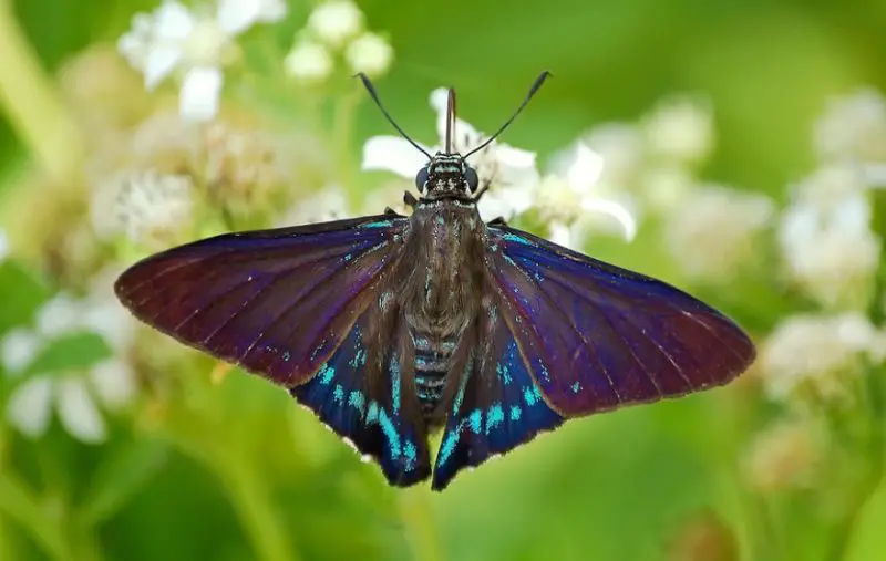 Black and Blue Butterfly