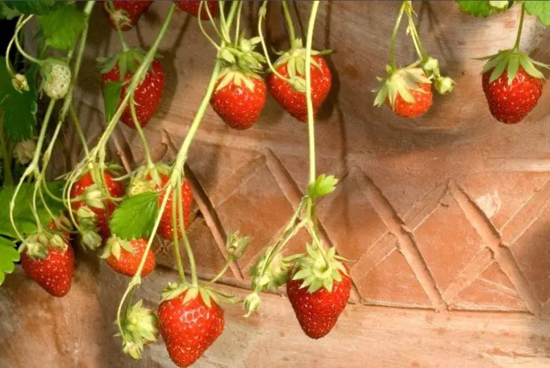 Types of Strawberries