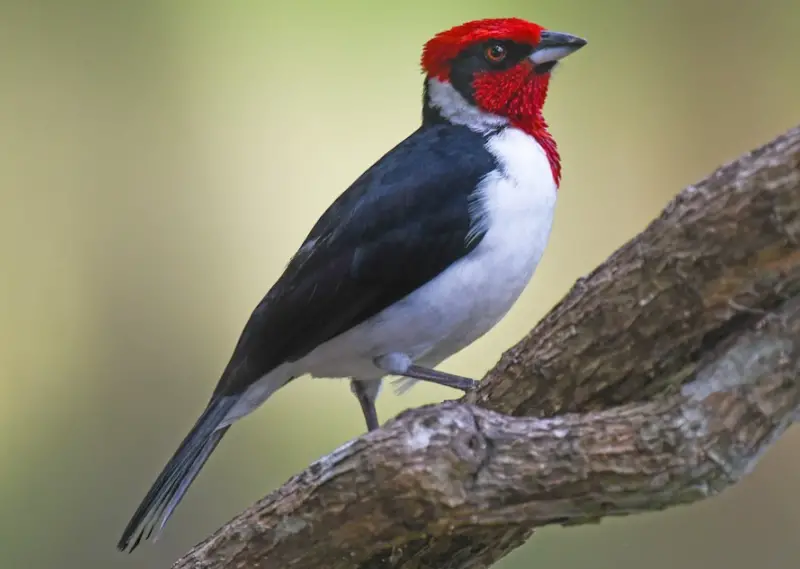 Bird with Red Head