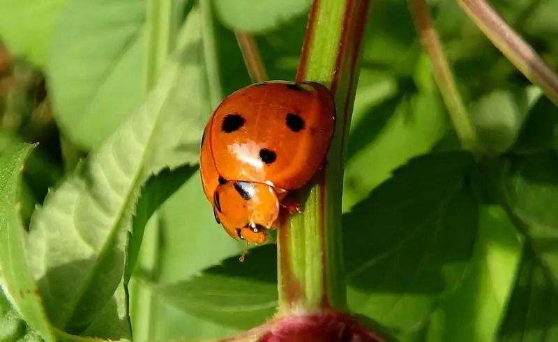 Yellow Ladybug