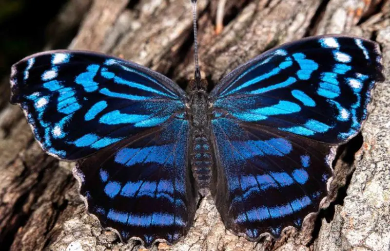 Black and Blue Butterfly