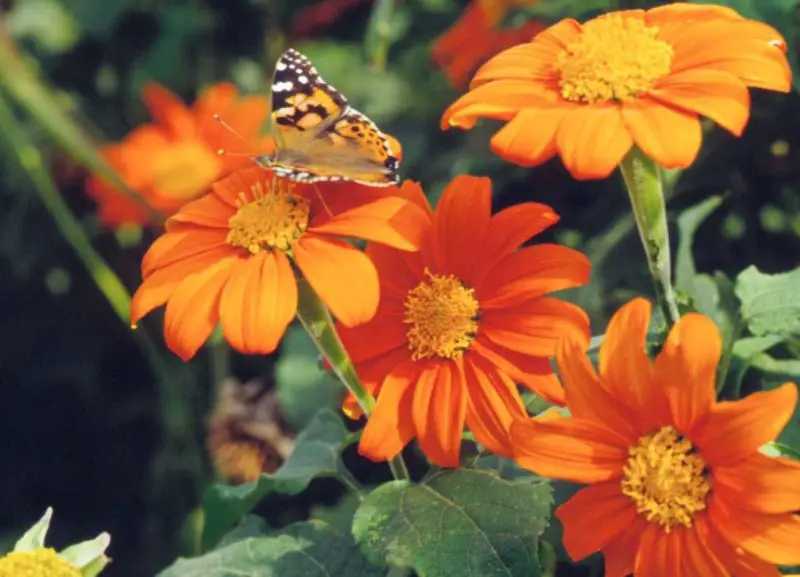 Flowers That Attract Hummingbirds