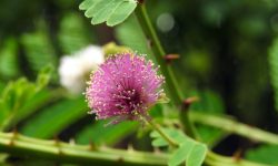 11 Types of Mimosa Trees (With Pictures and Identification)