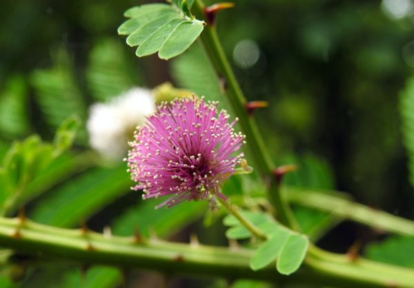 Mimosa Trees