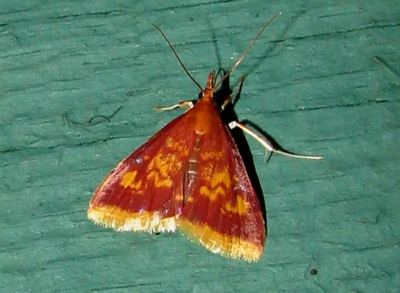 Pink and Yellow Moth