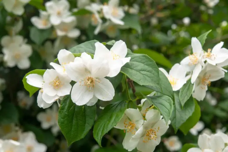 Flowers That Bloom at Night