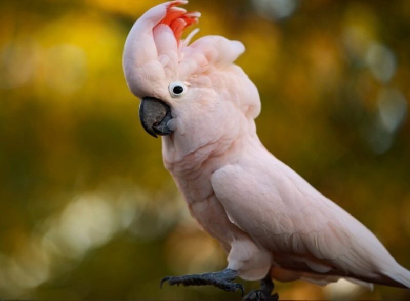 pink birds