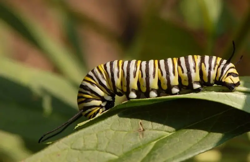 Yellow Caterpillars with Black Spikes