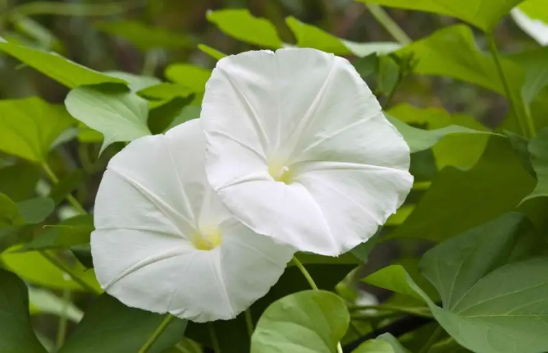 Flowers That Bloom at Night