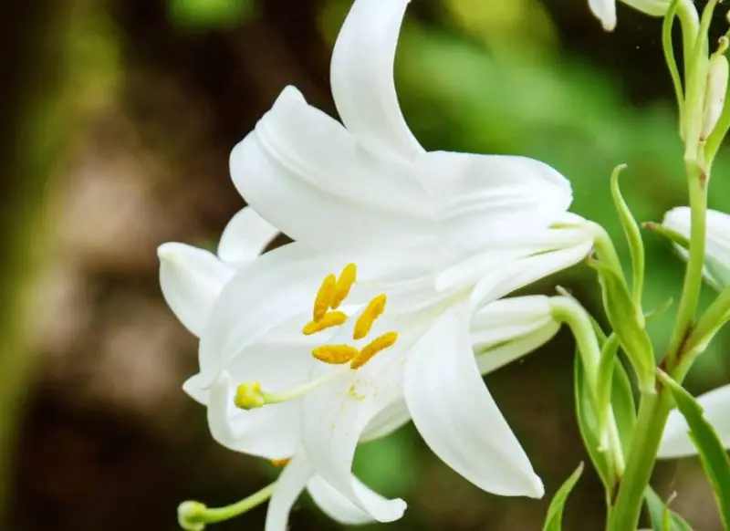 Easter Lily