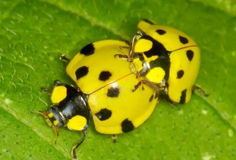 Yellow Ladybug