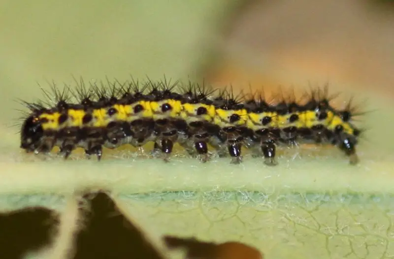 Yellow Caterpillars with Black Spikes