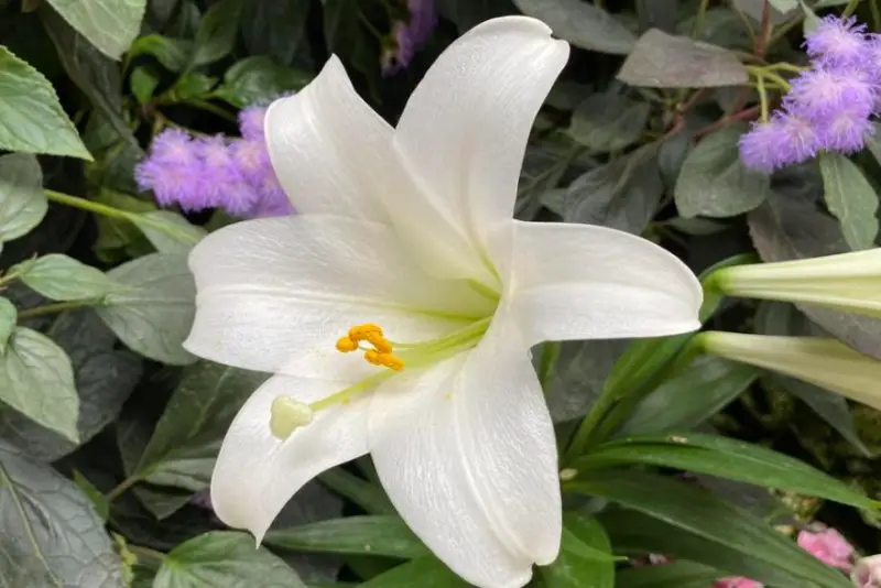 Easter Lily