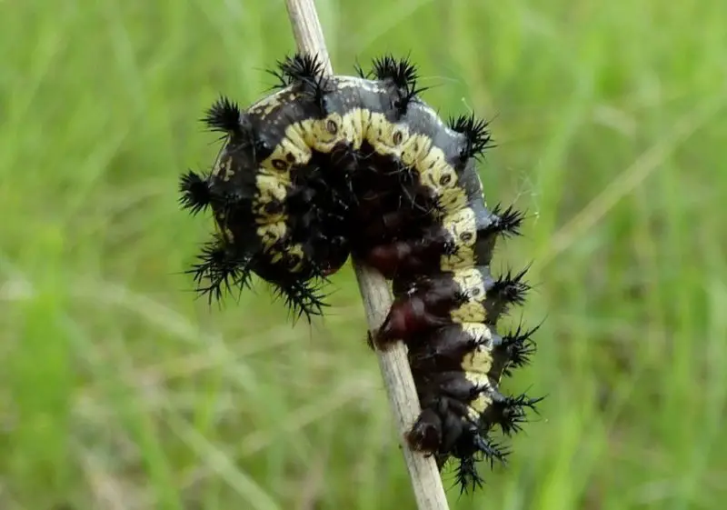 Yellow Caterpillars with Black Spikes