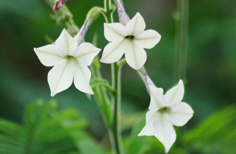 Flowers That Bloom at Night