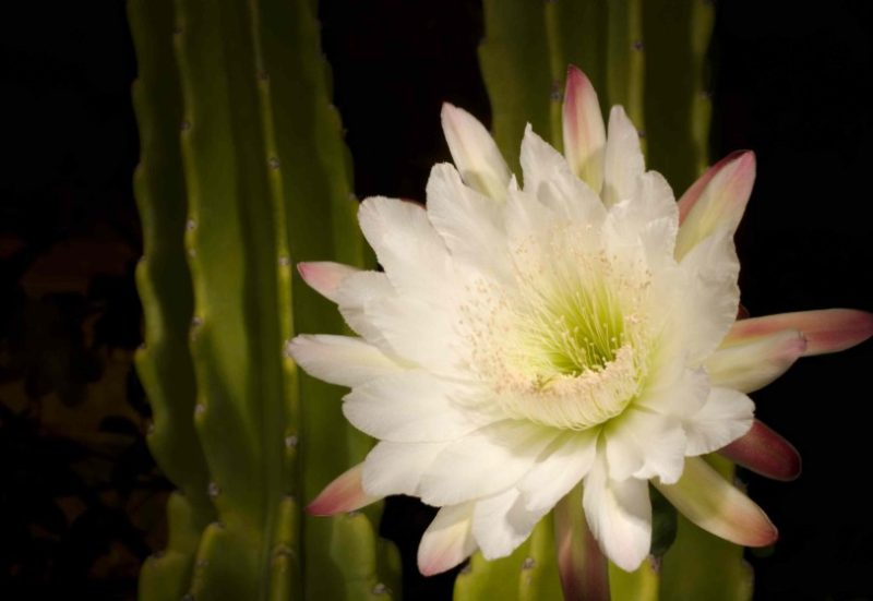 Flowers That Bloom at Night