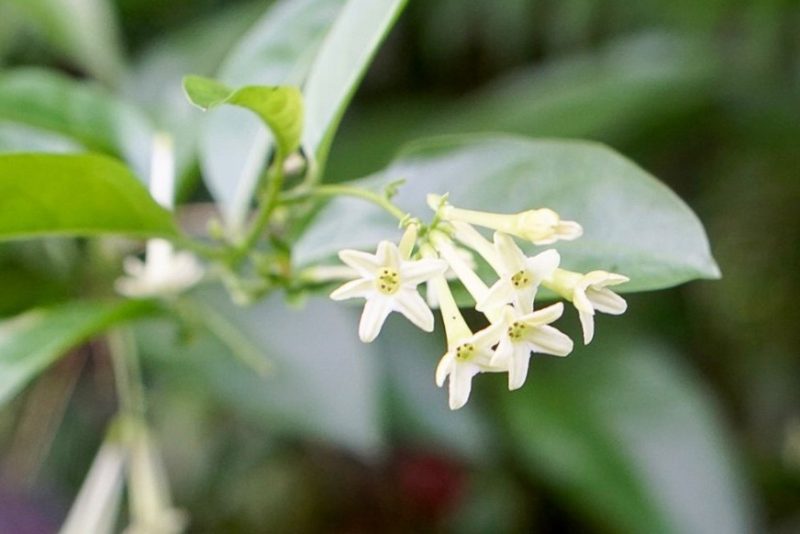 Flowers That Bloom at Night