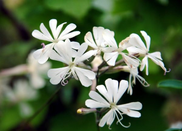 Flowers That Bloom at Night