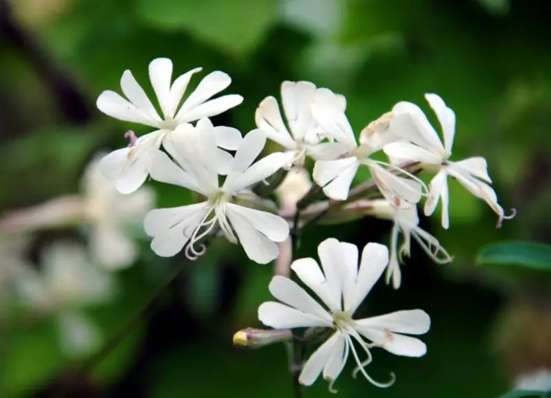 Flowers That Bloom at Night