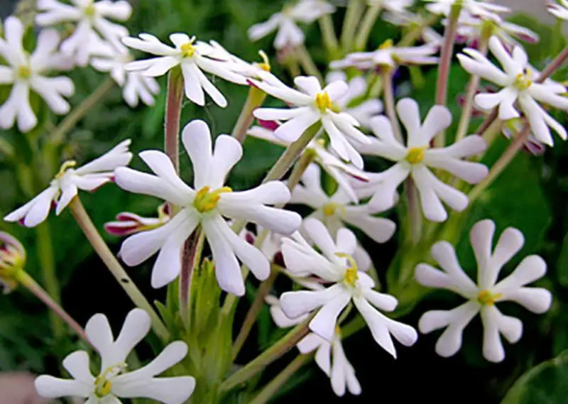 Flowers That Bloom at Night