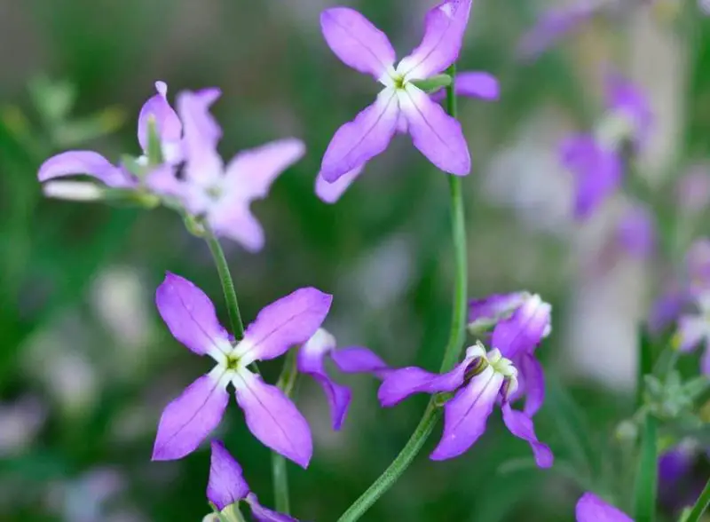 Flowers That Bloom at Night