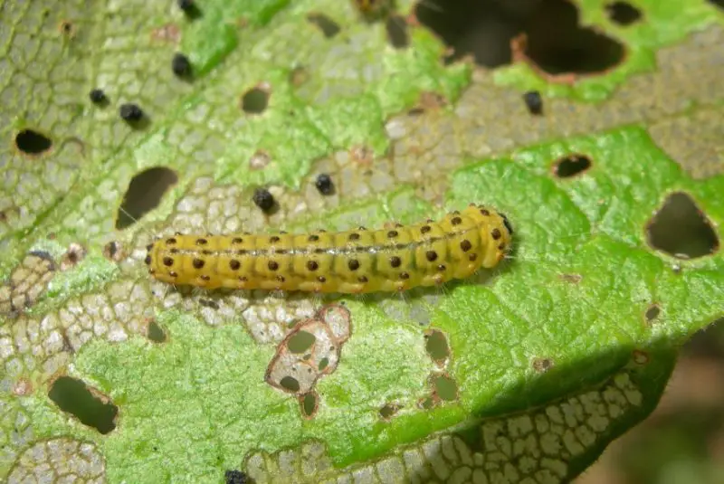 Yellow Caterpillars with Black Spikes