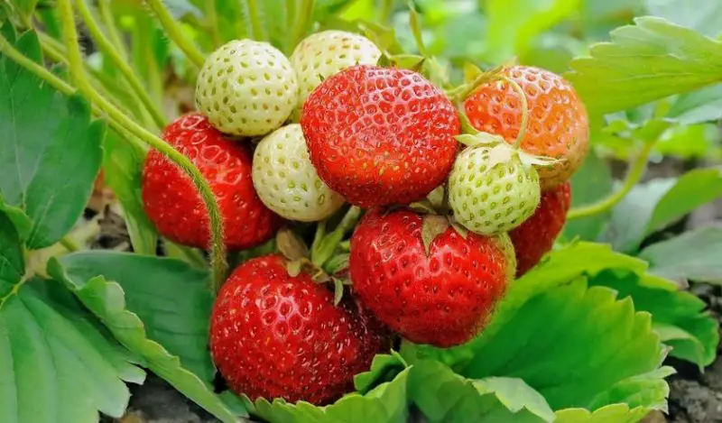 Types of Strawberries