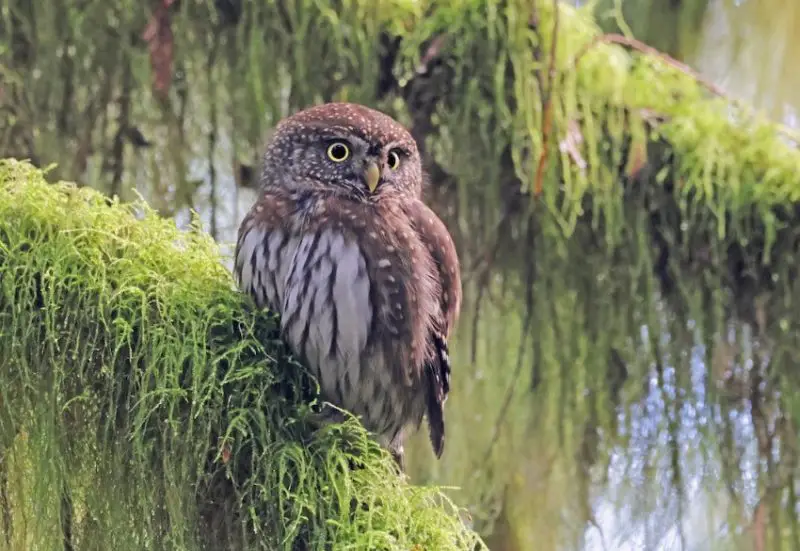 Types of Owls