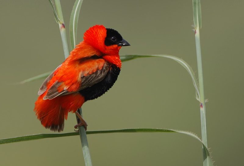 Birds with Red Heads