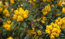 Oregon Grape (Mahonia aquifolium) Care and Growing Guide