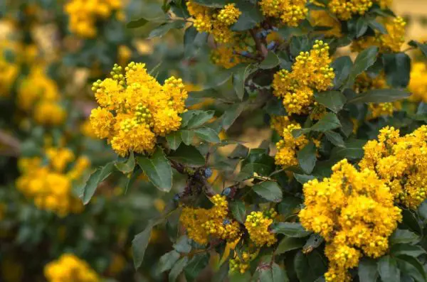 Oregon Grape